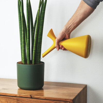 About Plants Store Gallery Img 2